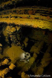 Human Skull.  Human remains lay deep inside the Heian Mar... by Amanda Cotton 